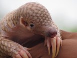 Indian Pangolin