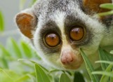 Grey Slender Loris